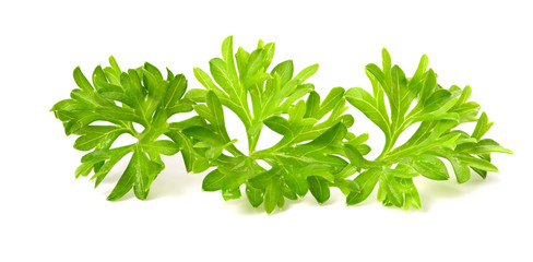 Fototapeta premium Fresh leaf parsley