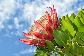 King Protea, Stellenbosch University Botanical Garden, South Africa