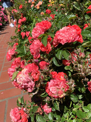 pink roses on bush