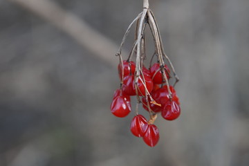 Rote Beeren an einem Blattlosen Busch im Winter