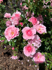 pink roses on bush