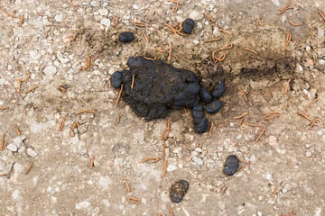 Natural fertilizer pile of horse manure on a sandy ground. Fresh and smelly horse manure droppings on the ranch.