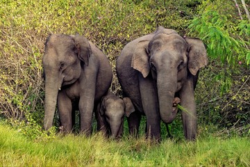 Fototapeta premium mother and baby elephant