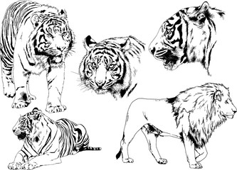 vector drawings sketches different predator , tigers lions cheetahs and leopards are drawn in ink by hand , objects with no background	