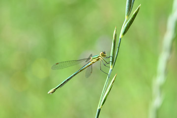 dragonfly on a blade of grass