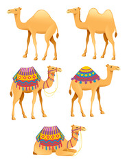 Set of cute two hump and one hump camels with decorative saddle cartoon animal design flat vector illustration isolated on white background