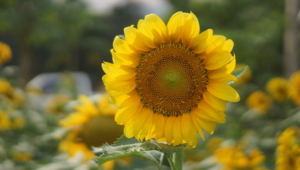Sunflower in the middle of the garden