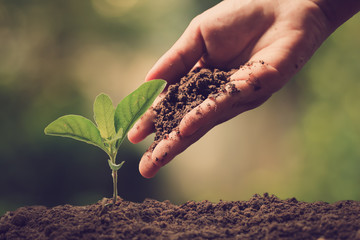 Hands of farmer growing and nurturing tree growing on fertile soil with green and yellow bokeh...