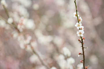 雨の雫と桜