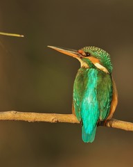 The Common Kingfisher