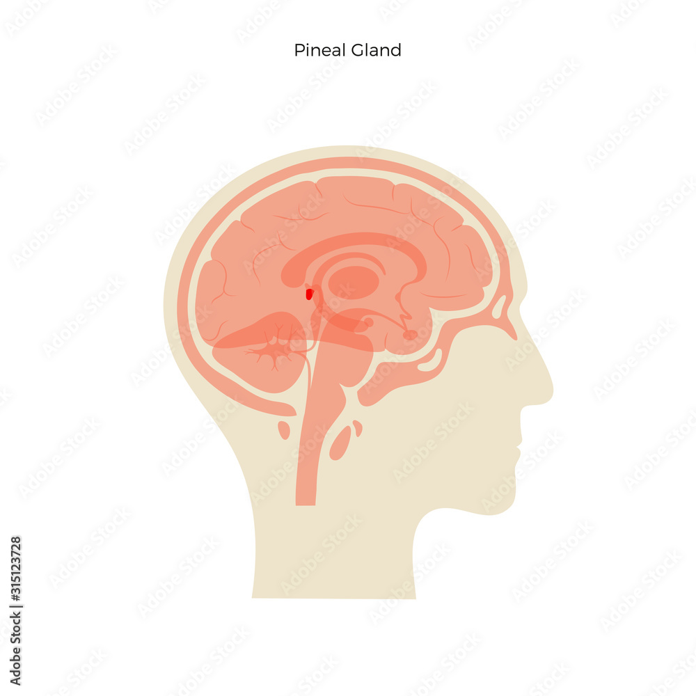 Poster Vector isolated illustration of Pineal gland