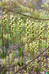 Stachyurus praecox Japanischer Perlschweif Blüte Detail