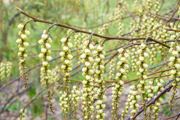 Stachyurus praecox Japanischer Perlschweif Blüte Detail