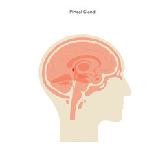 Vector isolated illustration of Pineal gland