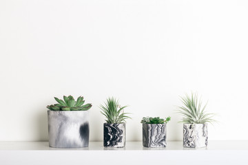 Collection of marbled geometric succulent planters with beautiful tiny succulent plants on white shelf against white wall. Lifestyle home decoration