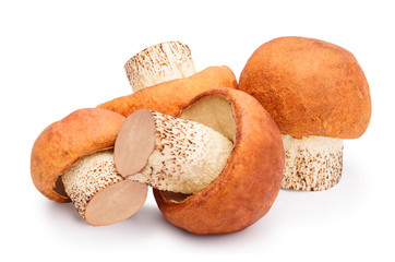 aspen bolete isolate on white, with clipping path