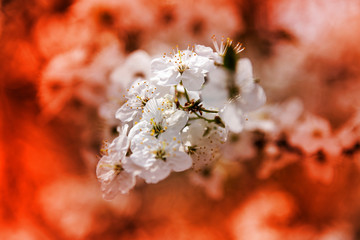 Bird cherry flowers in spring time.