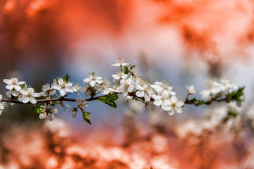 Bird cherry flowers in spring time.
