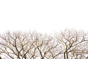 Fototapeta na wymiar Isolated tree branch on white background