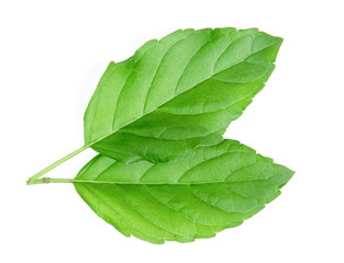 Obraz premium holy basil leaf isolated on white background