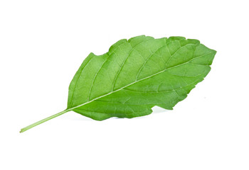 holy basil leaf isolated on white background