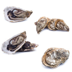 set of Fresh oyster