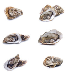 set of Fresh oyster