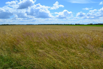 Obraz premium field