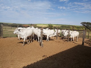 Obraz premium Nelore