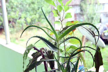 Aloe vera is a type of plant that has been known for thousands of years and is used as a hair...