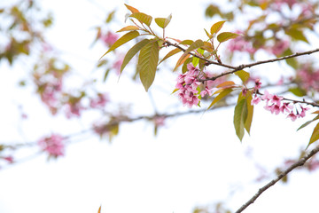 Beautiful cherry blossom or sakura in spring time over  sky