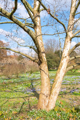 Davdia involucrata vilmoriana Taschentuchbaum Stammbild Solitär