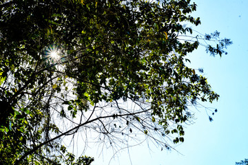 landscape with river and trees, Tree Day, Sun rays