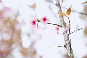 Beautiful cherry blossom or sakura in spring time over  sky