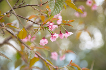 Beautiful cherry blossom or sakura in spring time over  sky