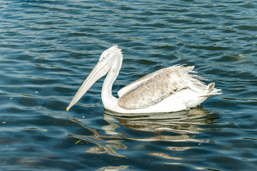 Pelican in the lake of town