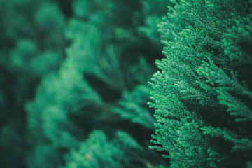 Fresh green pine leaves in the forest. - vintage style.