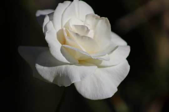 fleur