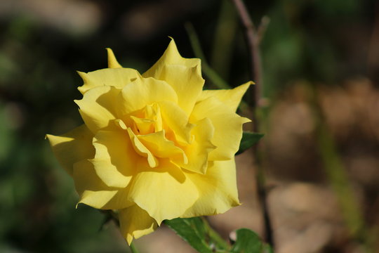 fleur