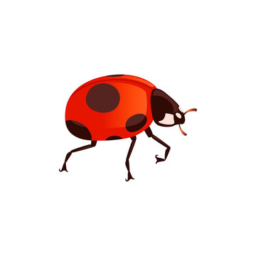 Ladybug with closed shell beetle cartoon bug design flat vector illustration isolated on white background