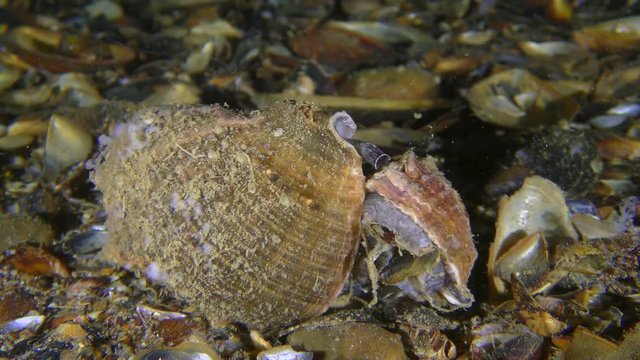 Invasive species: Mating Veined Rapa Whelk (Rapana venosa), medium shot.