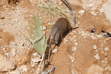 A few individuals Banded mongoose. Mongoose portrait close up. Small predatory mammals
