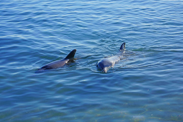 Naklejka premium Two wild dolphins in the water in Shark Bay, Australia