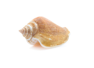 Seashell isolated on white