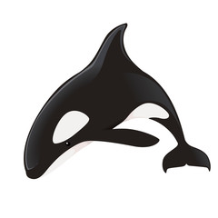 Killer whale(Orcinus orca) cartoon animal design ocean mammal orca flat vector illustration isolated on white background © Alfmaler