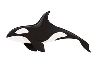 Killer whale(Orcinus orca) cartoon animal design ocean mammal orca flat vector illustration isolated on white background