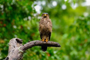 serpent eagle on a branch in rains