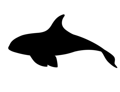 recommend clip art: Black silhouette killer whale(Orcinus orca) cartoon animal design ocean mammal orca flat vector illustration isolated on white background