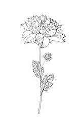 One black outline flower chrysanthemum, branch and leaves. Isolated on white background.  Hand drawn. For floral design, prints, greeting card, textiles, invitations. Vector stock illustration.