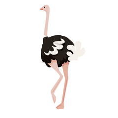 Cute ostrich stay on one leg african flightless bird cartoon animal design flat vector illustration isolated on white background